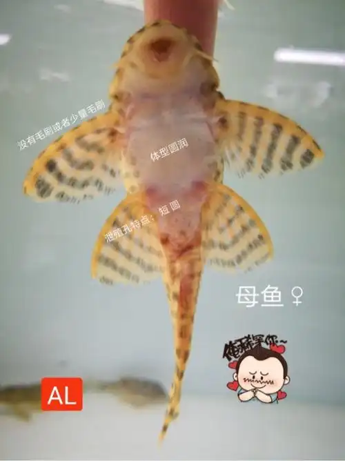 求教333迷宫公母 - 异型鼠鱼 - cta南美水族