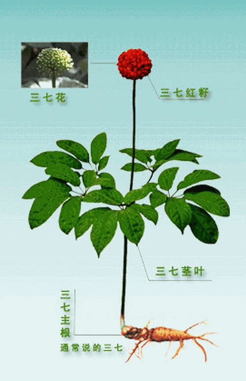 如果是哪个品种的三七?如果不是是什么植物?