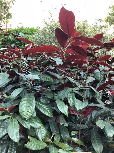 叶面绿色,叶背红色,随风吹动,红绿翻掀,乍看上去好似满树红花,并且