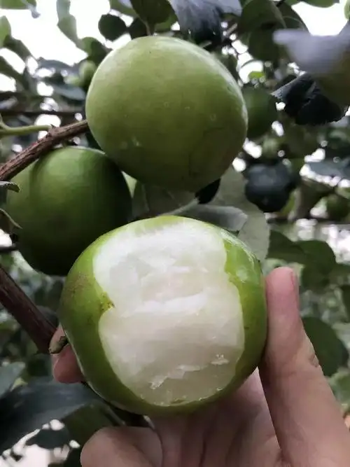 游在玉林苹果枣熟了1月12日晟源果桑生态园盛大开园