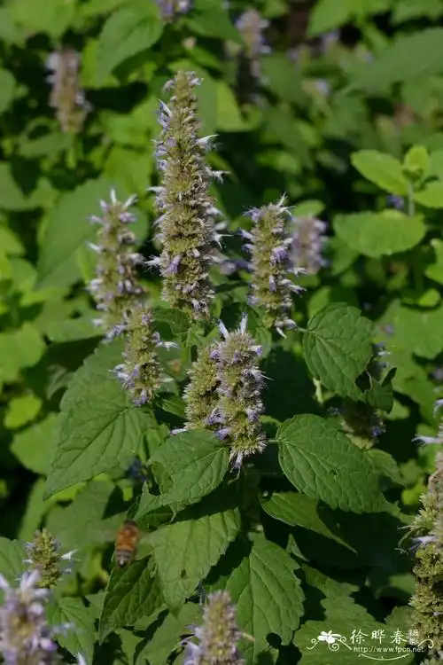 茴藿香agastachefoeniculum