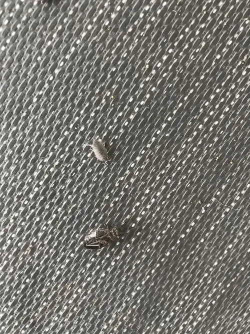 木板里的虫,这是什么虫子