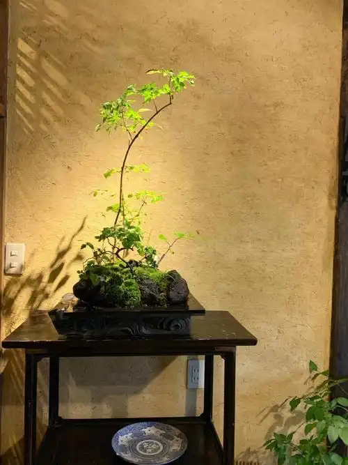 杂木庭院杂木盆景