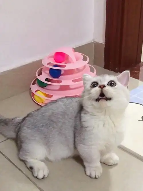 银耳00一只四个月就会把球玩出轨的小猫咪