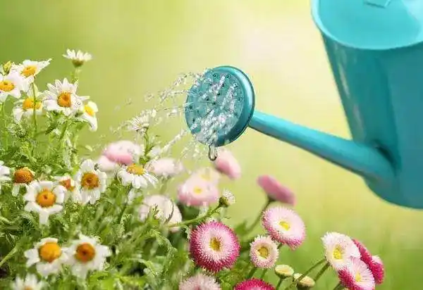 养花第一盆水,浇对了,长势更好花开更艳