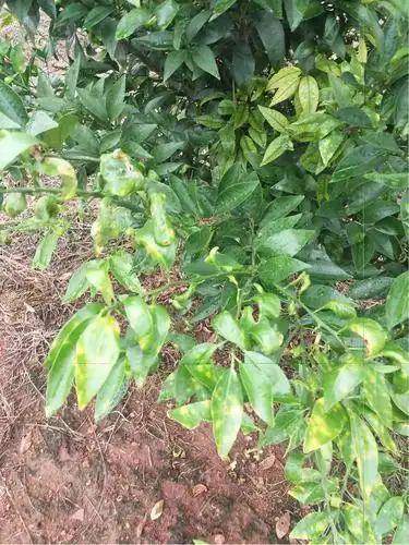 请老师指定下现在沃柑树得溃疡病了用什么专用药效果好些