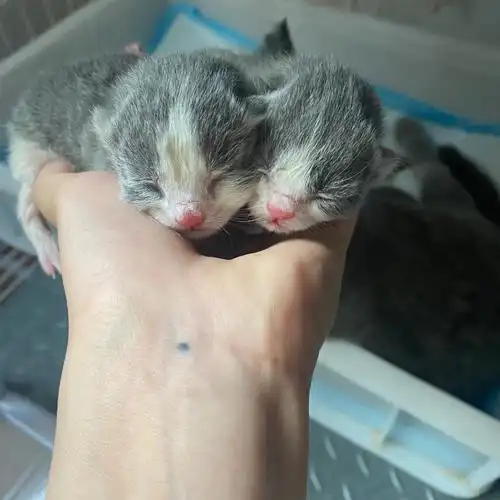 里种公基因忒稳定了河南省周口市川汇区#蓝白  #英短蓝白  #英短  #猫