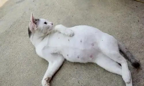 猫咪怀胎十周,每周的状态变化是否了解|猫|小猫|怀孕_新浪新闻