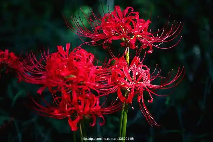 曼珠沙华彼岸花 红色彼岸花,又名曼珠沙华,它的花语是:绝望 - 抖音