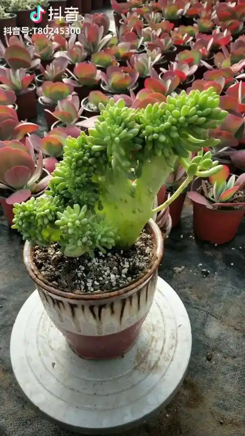 笑一笑,十年少,八千代缀化 多肉养护小常识