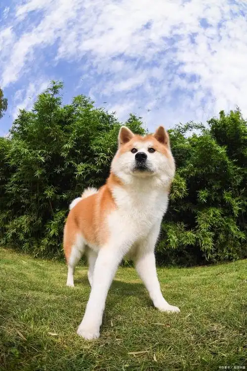 秋田犬,被誉为"日本国宝",为何养的人很少呢