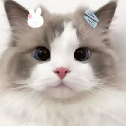 猫咪头像可爱治愈