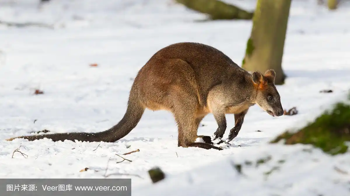 雪,黑尾袋鼠,自然,褐色,野生动物