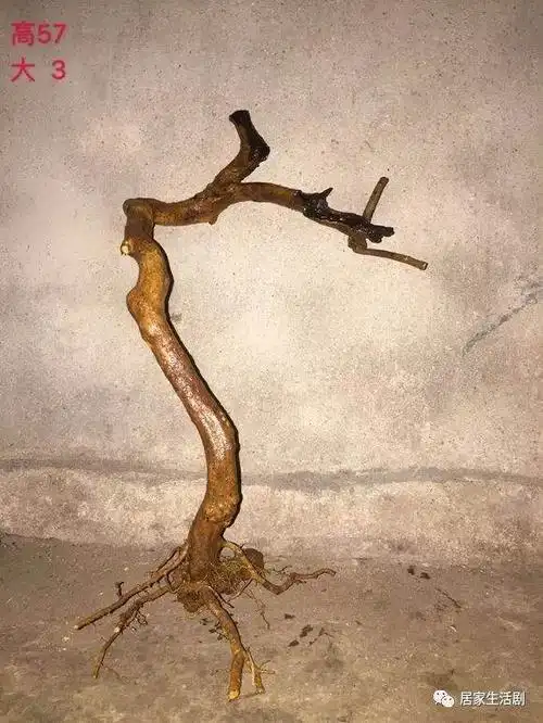 喜欢丛林式盆景的朋友可以选择类似的树桩哦,博兰不管是播种,扦插