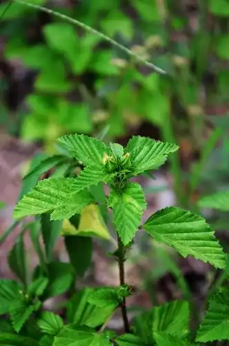 【猜图】药用植物路边拍(338) 赛葵