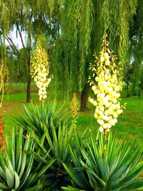 剑麻花用处大 - 美篇