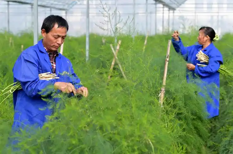 小芦笋铺出致富路(1)