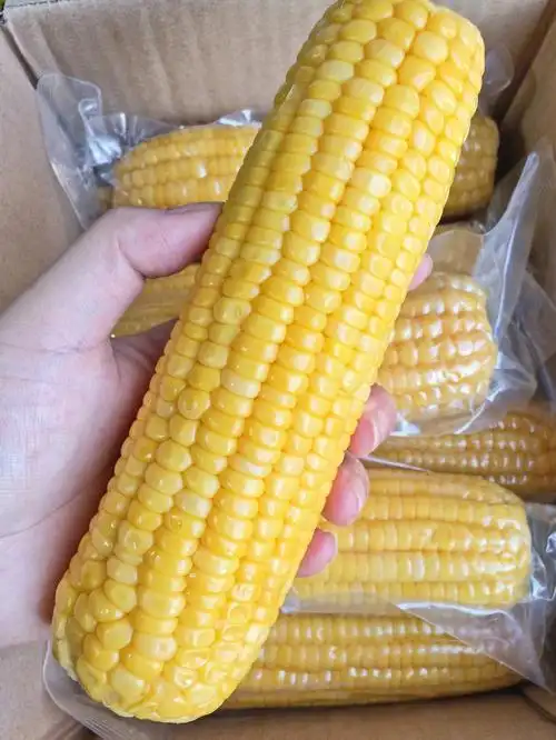 免煮玉米比现煮的还好吃