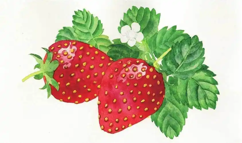 水粉画草莓 水粉画草莓图片
