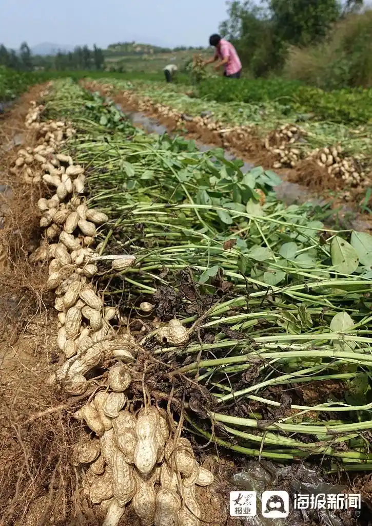 枣庄:花生喜获丰收(组图)_枣庄新闻