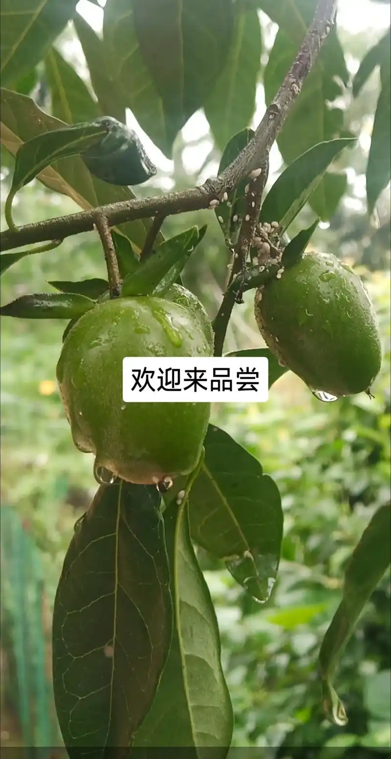 檬子树 #果子 #药用植物 - 抖音