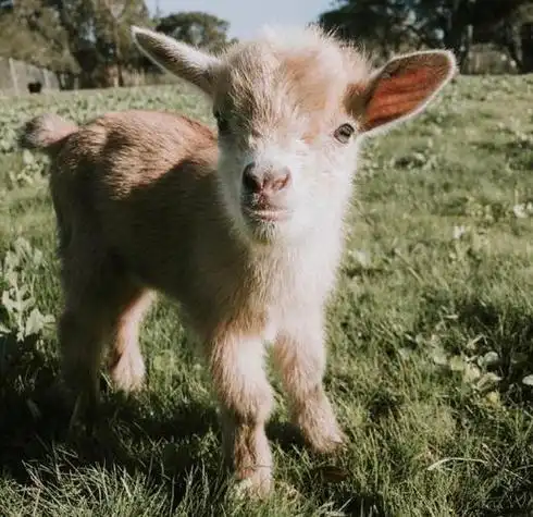 山羊的微信头像 微信头像图片大全 -【爱个性】