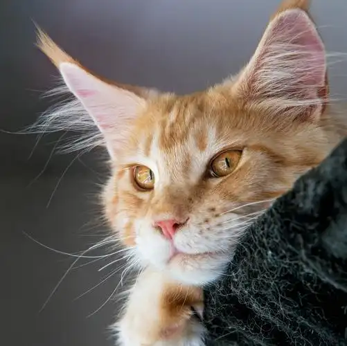 家猫,缅因猫,凝视,头,吻部,橙色动物,动物,照片,3566x3562