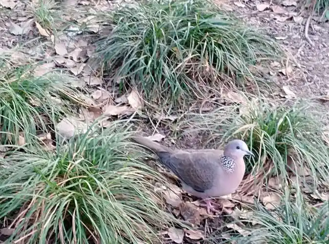 小区随拍鸽子:一对野鸽子在小区内自由散步,觅食.不离不弃,恩恩爱爱.