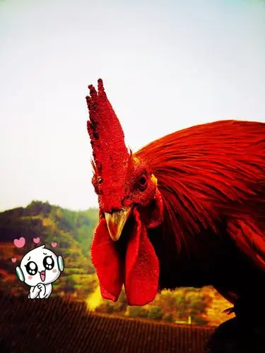 公鸡公鸡真美丽,大红冠子花外衣