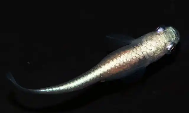 观背青鳉怎么分公母?观背青鳉公母能一起养吗