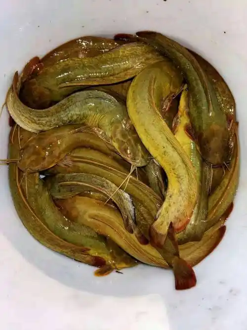 埃及塘鲺大口鲶本地塘鲺苗批发价格佛山港明水产养殖基地