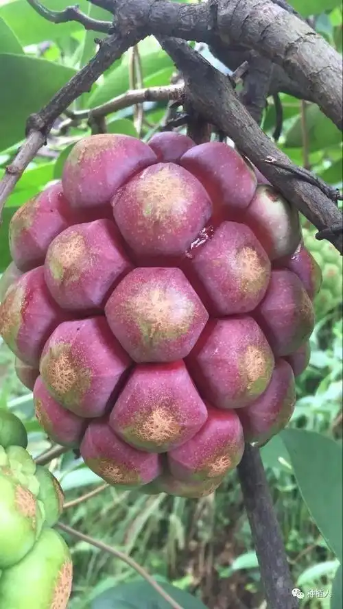 它不仅仅名字十分的奇特,他的长相也是比较奇特的.但是有一些人平常