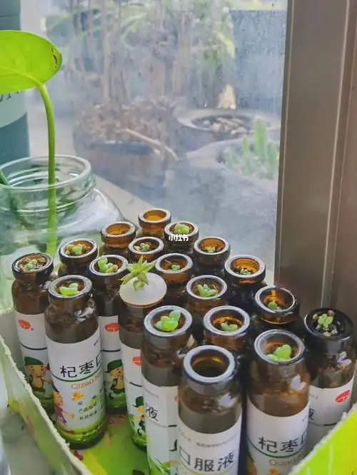 如果坚持喝口服液你会获得一堆玻璃瓶