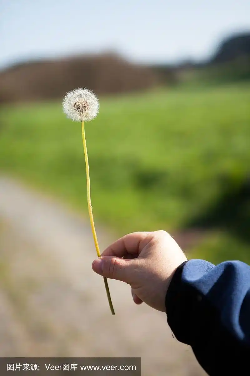 一只手拿着蒲公英,在没有聚焦的背景上