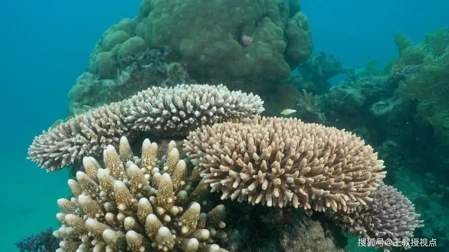 大堡礁的海洋生态:科学视角下的美丽奇迹