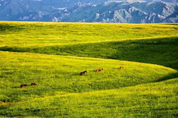 新疆塔城:雪山下的牧场
