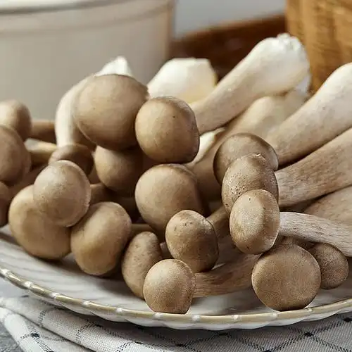 鹿茸菇新鲜云南菌菇鲜鹿茸菌蘑菇食用菌煲汤食材菇类菌子菌类500g