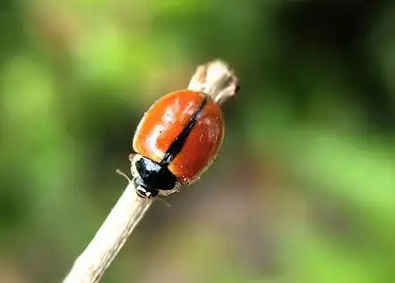 发现一只奇怪瓢虫(带图)?