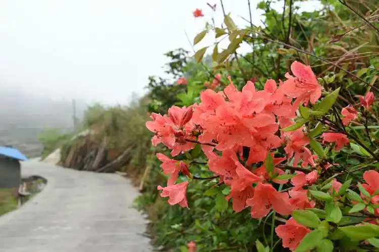 人间四月芳菲尽,宝盖山花初始开