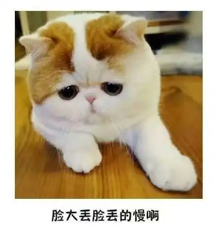 脸大猫咪猫丢脸丢的慢搞怪gif动图_动态图_表情包下载_soogif
