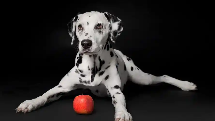 黑色背景,小狗和苹果 壁纸