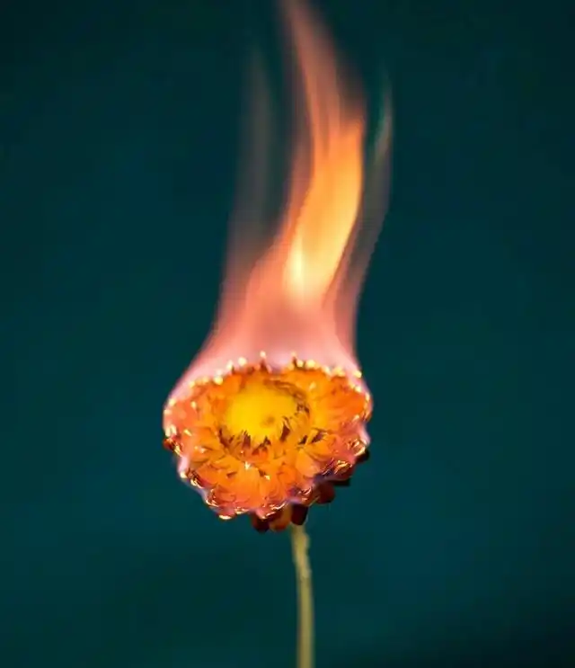 在不同的花朵上浇灌上汽油,等到被点燃的瞬间火焰升起.