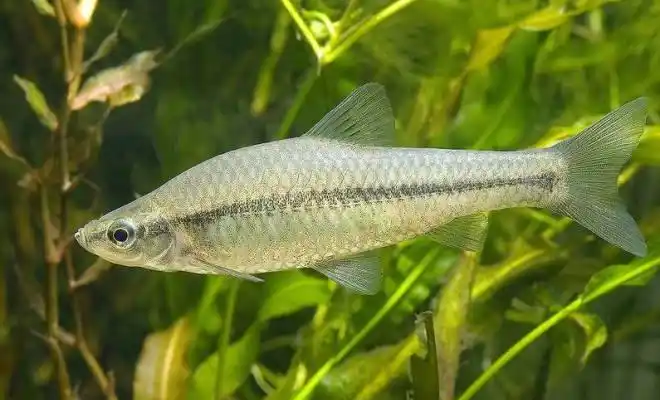 但具体来说,静水的水域和水的透明度不高的水域中麦穗鱼较多,而水流较