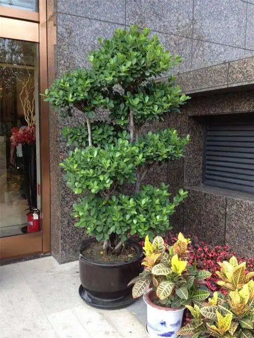 金钱榕【返回】