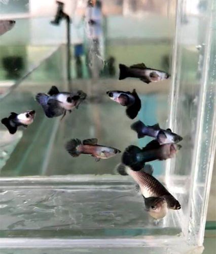 纯种大耳大耳熊熊猫孔雀活体小型热带观赏鱼胎生鱼