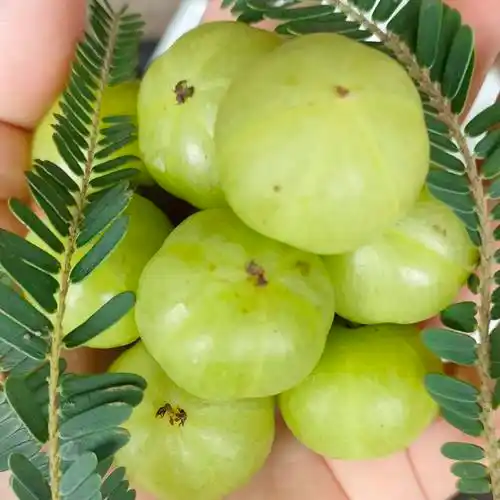 云南省西双版纳傣族自治州橄榄果