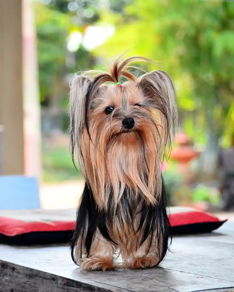 约克夏梗(yorkshire terrier),简称约克夏或约克郡梗,是一种小型犬种