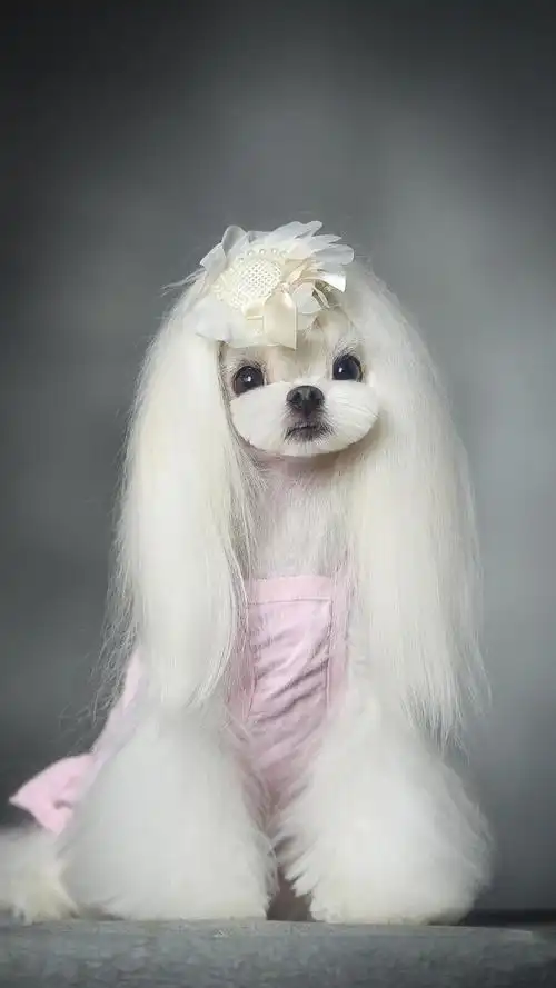 狗狗- 堆糖,美图壁纸兴趣社区