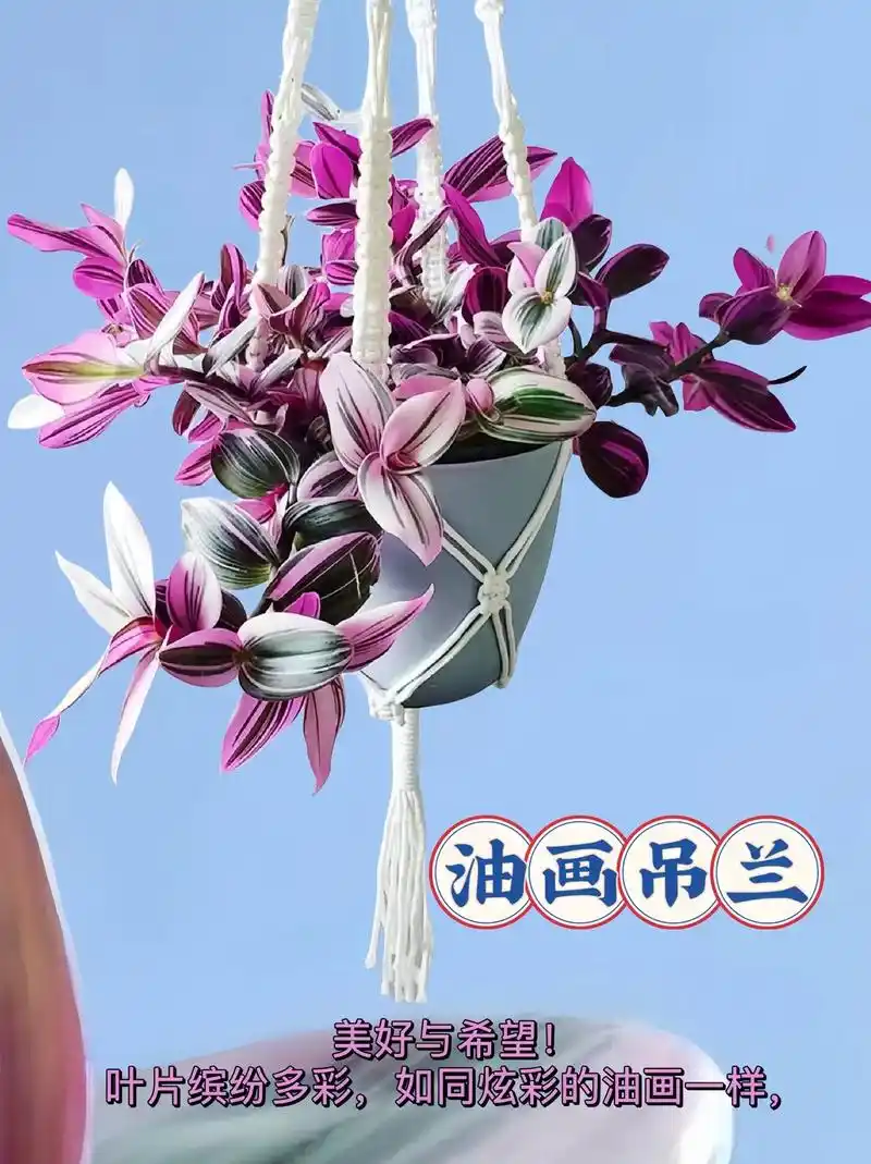 家里要种一盆油画吊兰,才能发现油画吊兰的美!油画吊兰的花语
