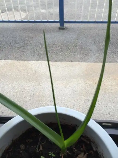 请问这是什么花?根像大蒜